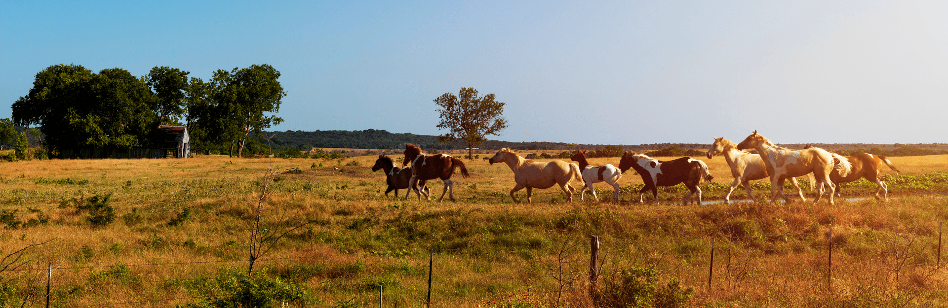 00.05-1920x840-horses